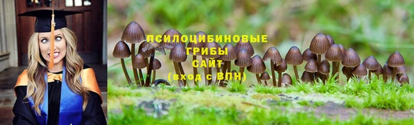 прущие грибы Елизово