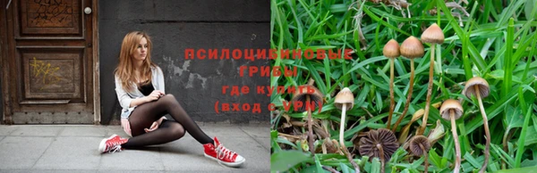 PSILOCYBIN Елабуга