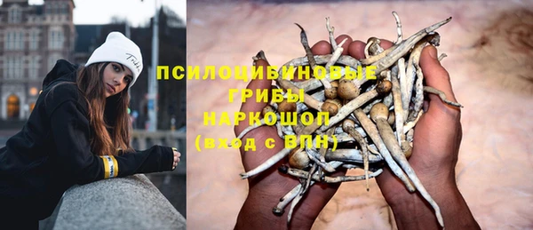 прущие грибы Елизово